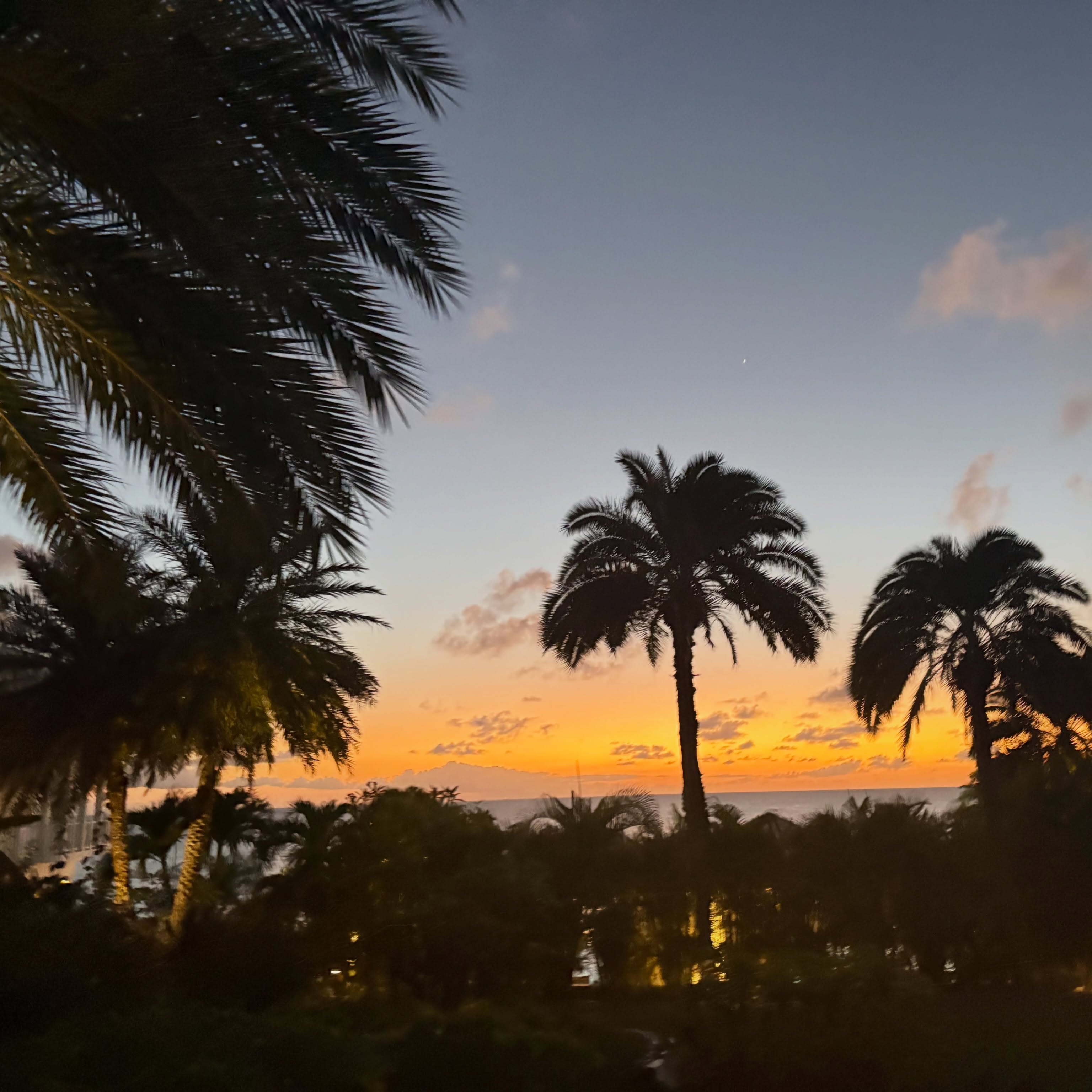Anguilla sunset palms